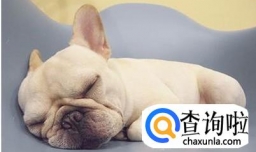 小法斗怎么看品相