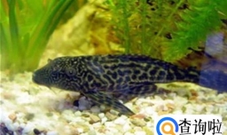 清道夫鱼养殖注意事项