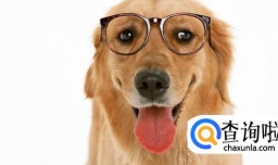 狗狗总是随地大小便该怎么办？