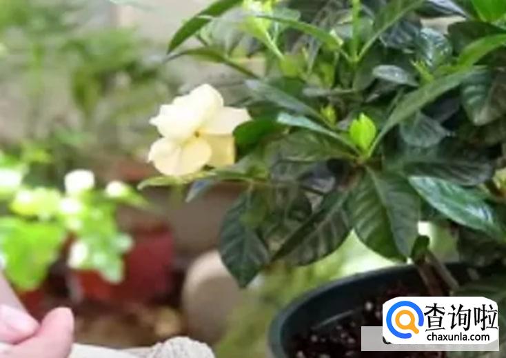 摘的栀子花养水里要怎么养合适