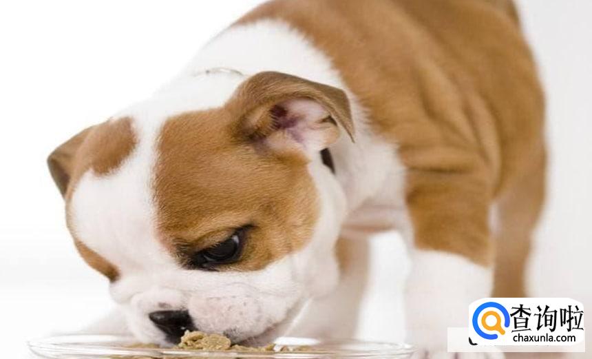 狗狗被人偷了怎么找