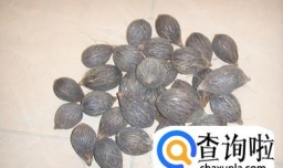 袖珍椰子的养殖方法和注意事项是什么？