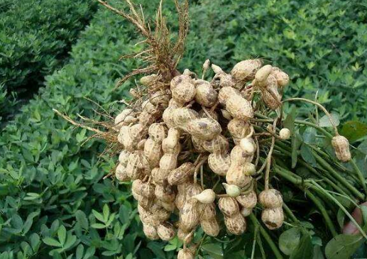 花生收获季节几月份 