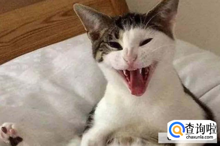 猫咪是否应该绝育？