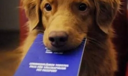 狗狗坐飞机死亡率高吗