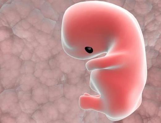 为什么一些鱼类的特征会出现在人体胚胎中