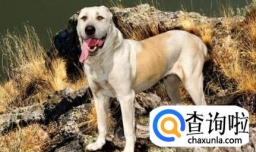 中亚牧羊犬怎么养