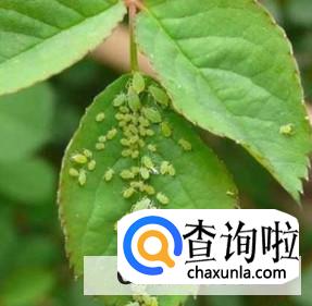 该怎样给月季花除虫