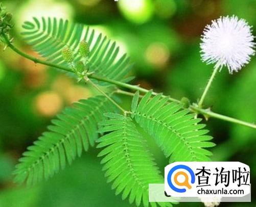 那么含羞草为什么会害羞呢