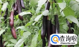 教你怎么种茄子