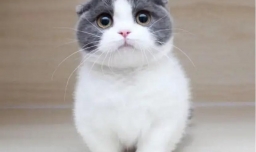 短脚猫好养吗?短脚猫价格!