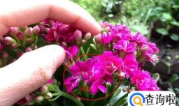 长寿花开败后的处理方法