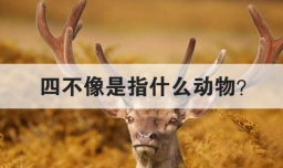 四不像是指什么动物