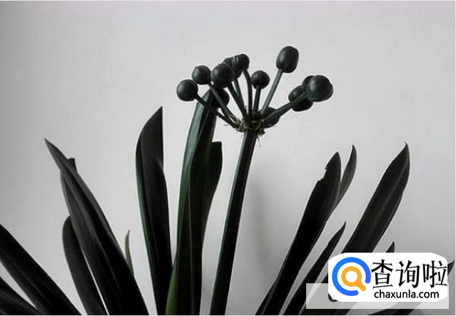 君子兰常用繁殖方法有哪些