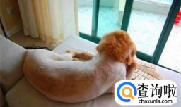 狗狗是如何散热的