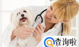 流浪狗捡回来怎么处理