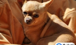 养吉娃娃一个月花销情况,养吉娃娃要注意什么