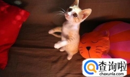 人类应不应该保证宠物的那些权益