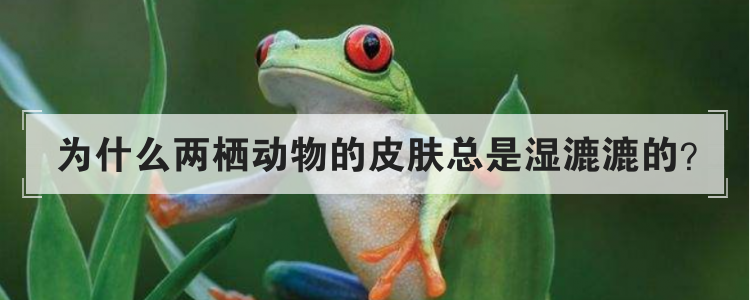 为什么两栖动物的皮肤总是湿漉漉的