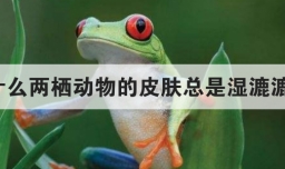 为什么两栖动物的皮肤总是湿漉漉的