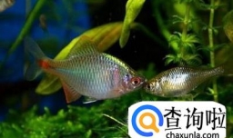 原生观赏鱼鳑鲏鱼的家庭饲养