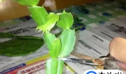 蟹爪兰怎样修剪