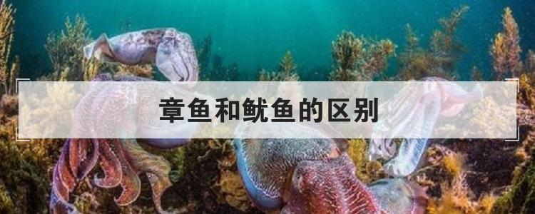 章鱼和鱿鱼的区别