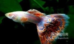 孔雀鱼为什么总是死