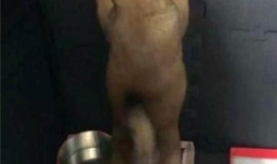 怎么让狗狗固定去厕所尿尿