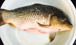 如做出好吃的红烧鲤鱼？