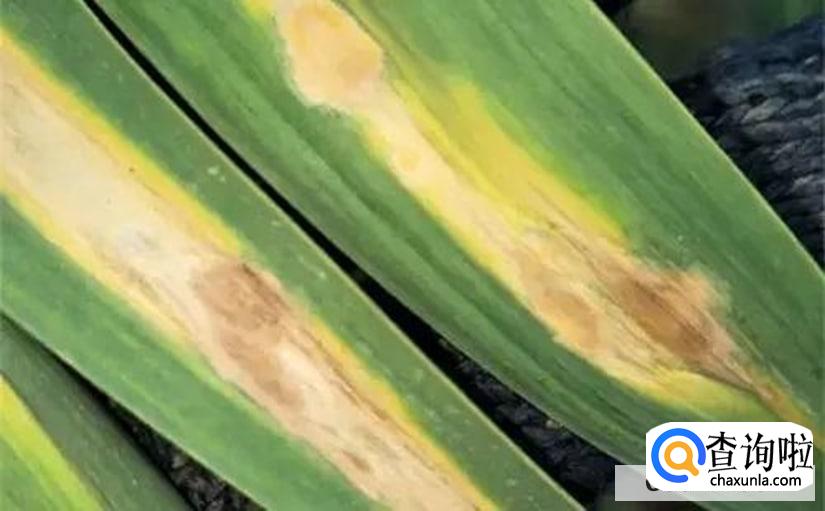 大蒜苗叶枯病很严重怎么治疗