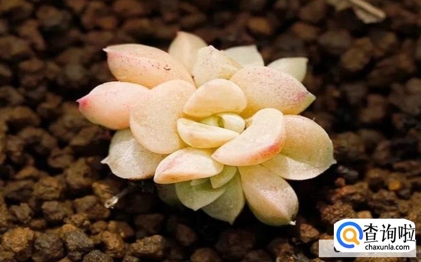 多肉插叶繁殖方法