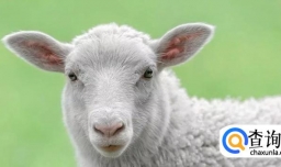 羊的疫苗怎么打