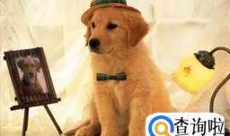 狗狗凶主人怎么办 狗狗对主人凶怎么办