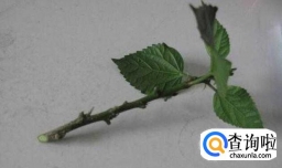 三角梅扦插方法