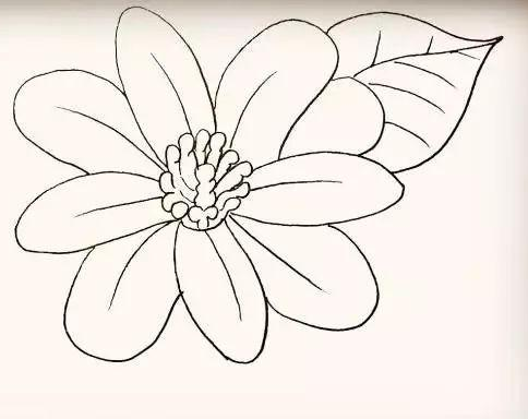 花朵简笔画