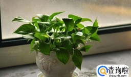 冬天怎么养好绿萝
