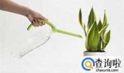 虎皮兰怎么养才能长的茂盛又爆盆？