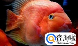 鹦鹉鱼不吃食怎么办