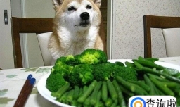 狗狗能不能吃蔬菜(狗狗吃蔬菜好不)