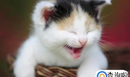 新手养猫需要注意的问题