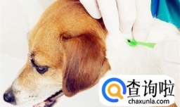 狗狗常见皮肤病的症状及治疗方法