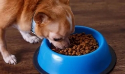 狗狗流鼻涕怎么办