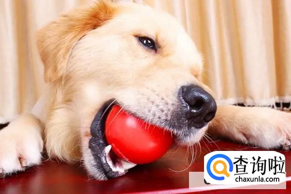 怎样纠正狗狗磨牙