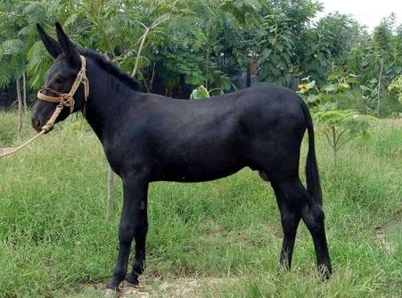 为什么驴那么犟