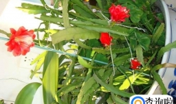 仙人剑花的养殖方法