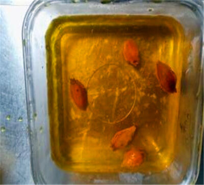 韩国腌萝卜的做法