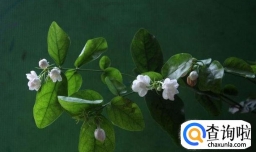 茉莉花扦插繁殖的家庭盆栽新手教程