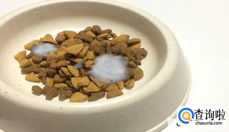 猫咪不怎么吃猫粮什么原因，怎么办