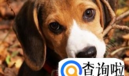 狗狗吃屎怎么办？